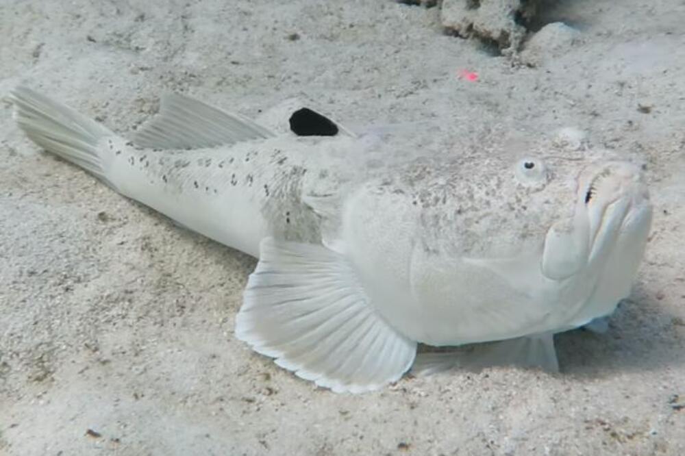 POSLE AJKULE U HURGADI, PRETI NOVA OPASNOST (VIDEO)