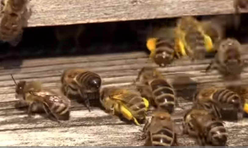 Invazija osa i stršljenova