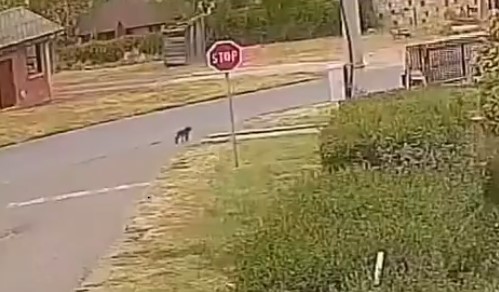 (UZNEMIRUJUĆI VIDEO) Foto: Instagram printscreen/moj beograd