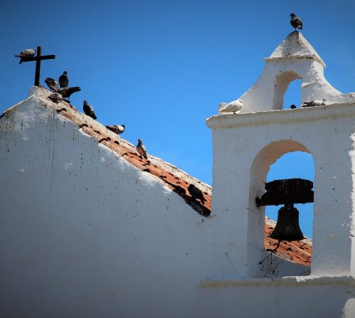 Bela golubica foto:Pixabay