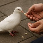 AKO VAM PRIĐE BELA GOLUBICA – to nije slučajnost, već VAŽNA PORUKA