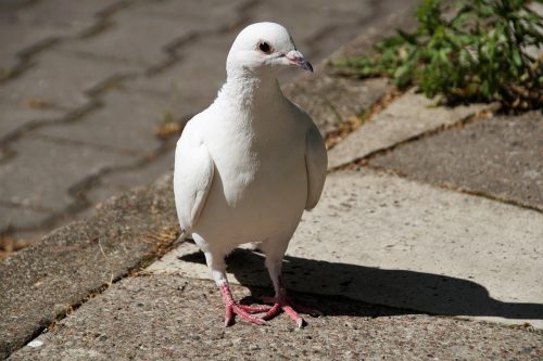 Bela golubica foto:Pixabay